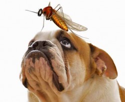 is heartworm medication necessary for indoor dogs