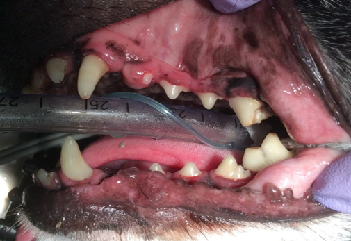 canine teeth, after dental cleaning