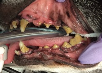 canine calculus, before dental cleaning
