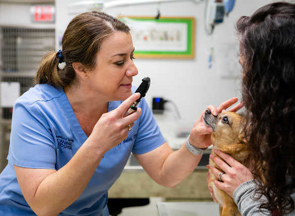 Austin pet care, dog & cat illnesses and wellness checkups