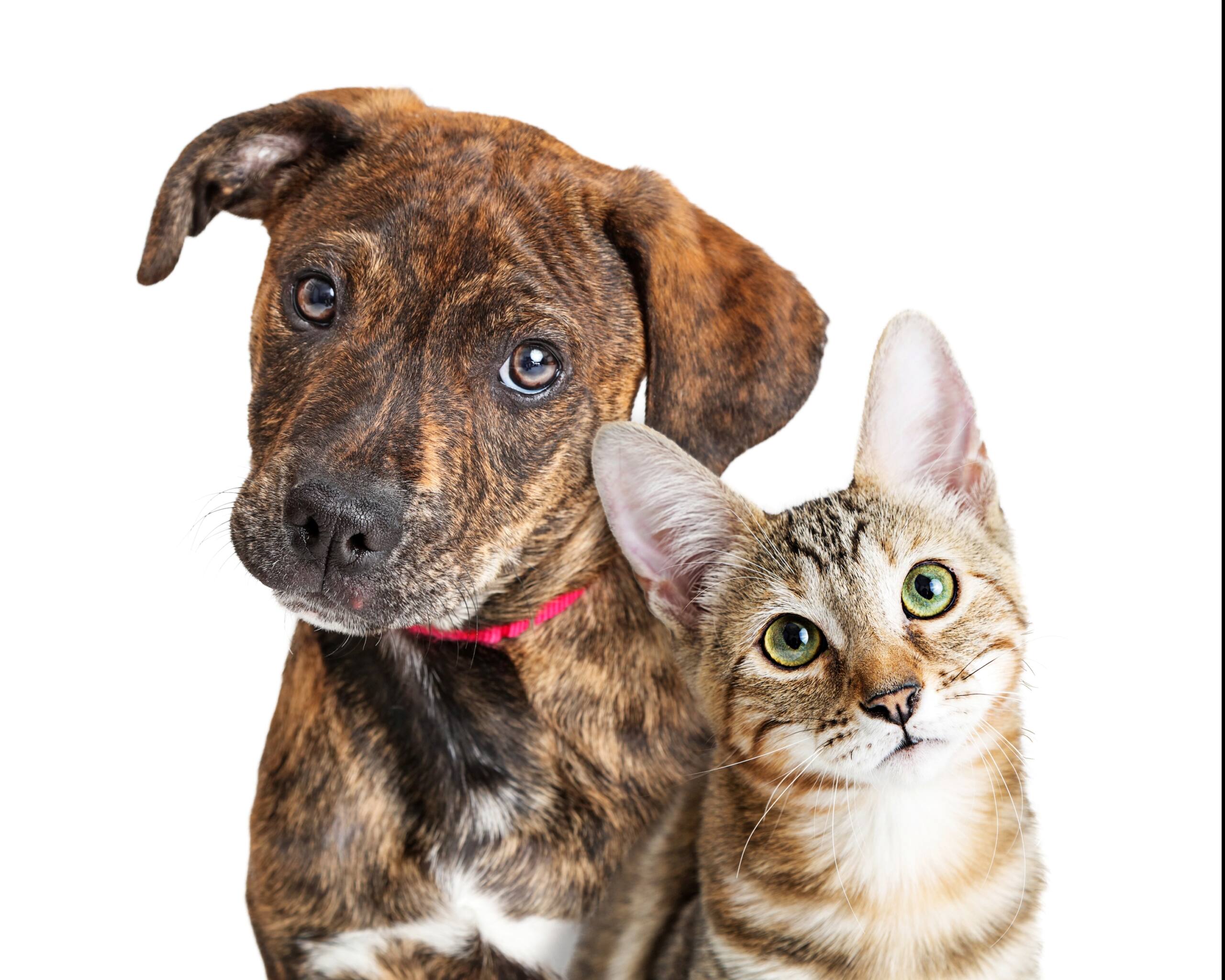 northwest-austins-best-veterinary-hospital-spicewood-springs-2 Puppy and kitten on white background at NW Austin's best vet clinic